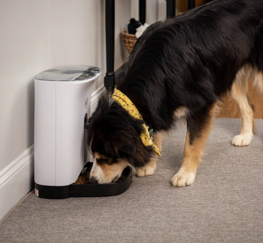Best Automatic Dog Feeders