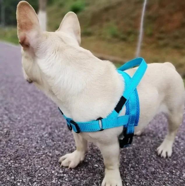 Adjustable Dog Walking Harness