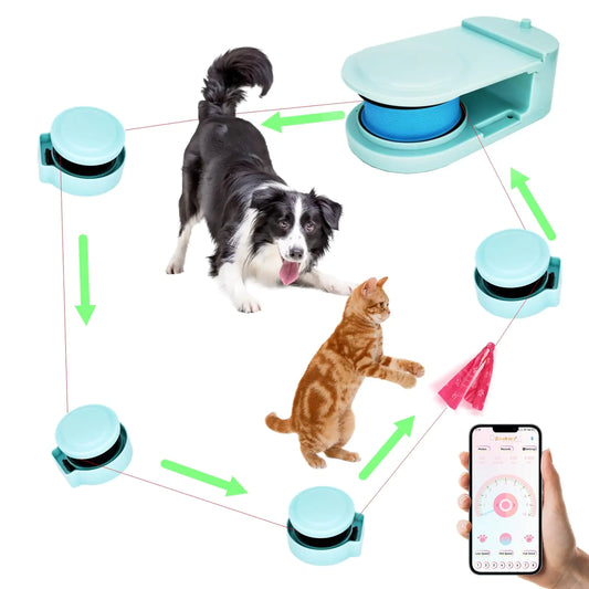 Dog Agility Course
