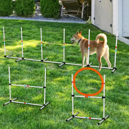 Pet Agility Exercise